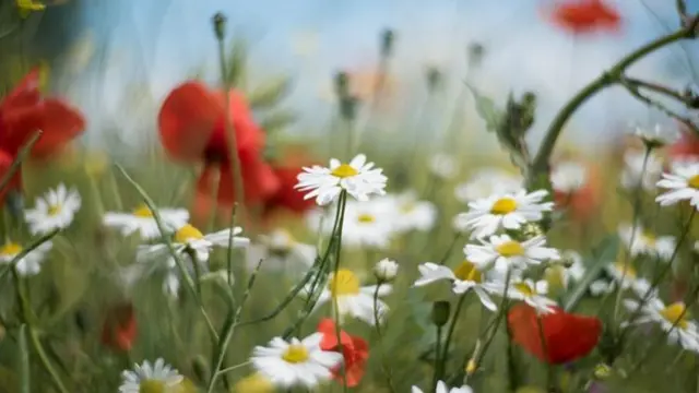 Хелен Эррингтон