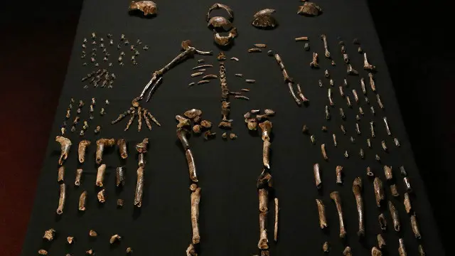 Homo naledi primitiv və müasir xüsusiyyətlərə malik