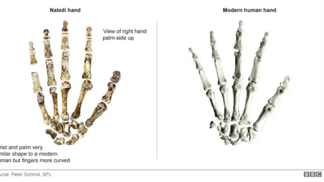 ’اس کا ہاتھ بھی انسانوں جیسا تھا، تاہم اس کی انگلیوں پر بل کسی بن مانس جیسے تھے‘