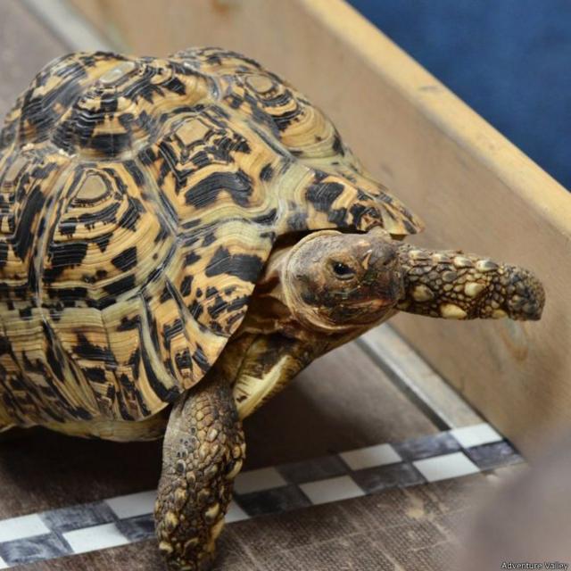 Los dueños de Bertie consideran que la tortuga todavía puede correr más rápido.