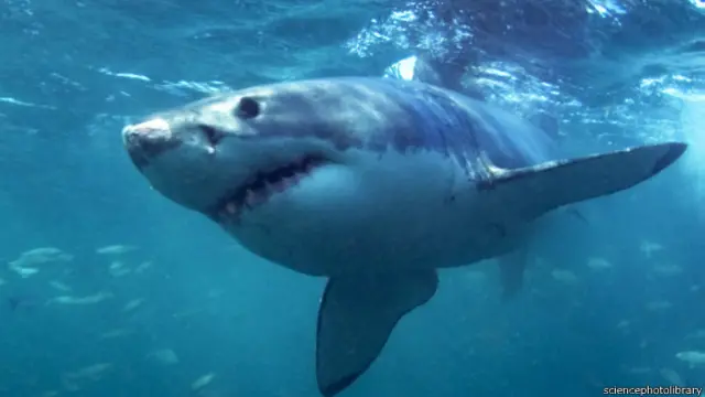 大白鲨