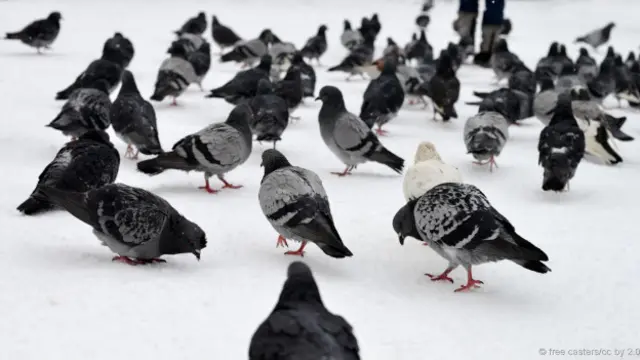 Pombos se espalham pelas cidades mas são muito protetores em relação aos filhotes