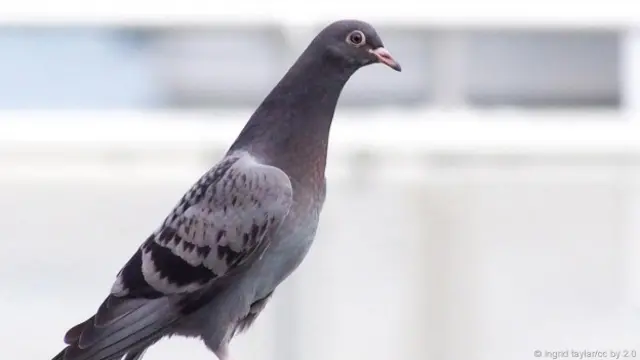 Pombo jovem pode ser identificado por não ter manchas verdes e roxas no pescoço