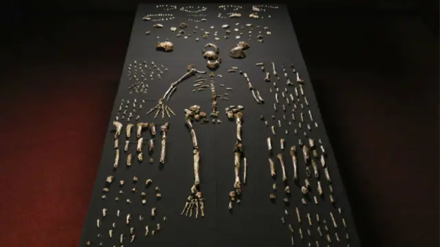 El Homo naledi tiene una mezcla de ragos primitivos y del humano moderno. 