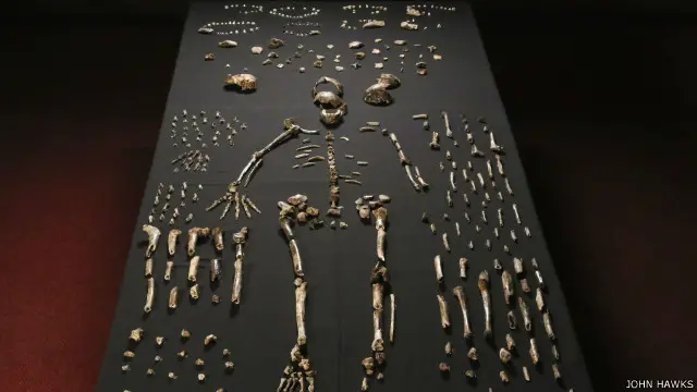 يتسم جنس هومو ناليدي بمزيج من الخصائص البدائية والحديثة