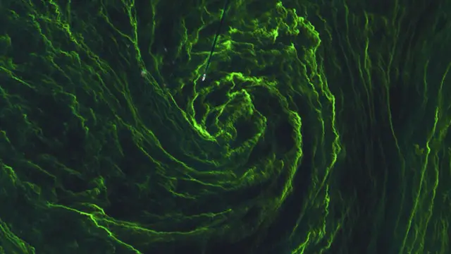 صورة بالأقمار الصناعية لكتلة من الأعشاب البحرية في بحر البلطيق