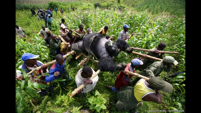 onservation rangers move the body of a dead mountain gorilla. Brent Stirton