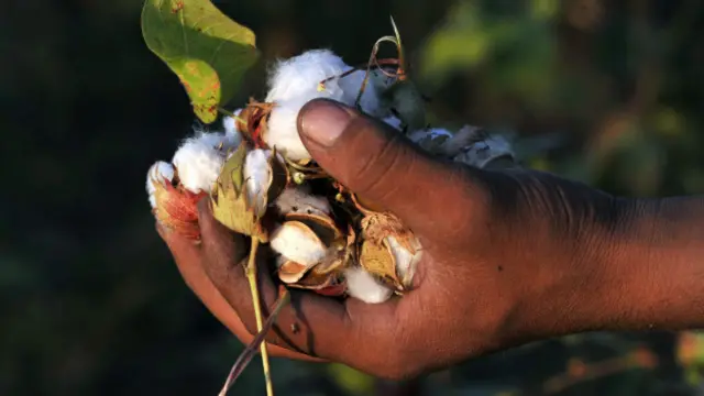Suriye iç savaş öncesinde yılda 600 bin ton pamuk ihracatı yapıyordu.