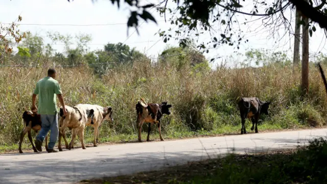 Los cubanos a menudo bromean diciendo que las vacas son tan sagradas en la isla como en India.