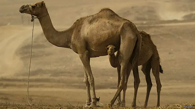 تشير دراسات إلى أن العدوى تنتقل بمخالطة الجمال
