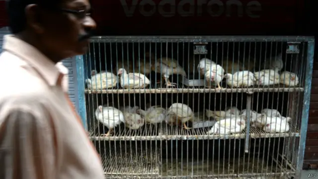 भारत, मुर्गा