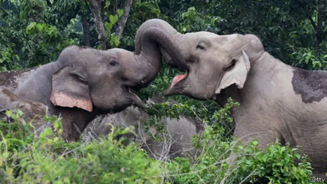 සංරක්‍ෂිත ඡායාරූපයක්