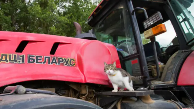 Барсик на тракторе