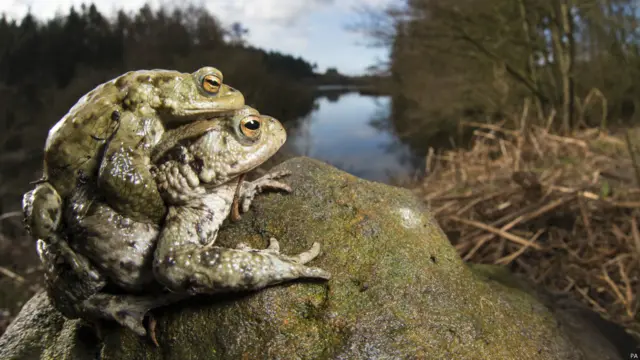 ब्रिटिश वाइल्डलाइफ़ फोटोग्राफी अवार्डस