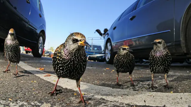 ब्रिटिश वाइल्डलाइफ फोटोग्राफी अवार्डस