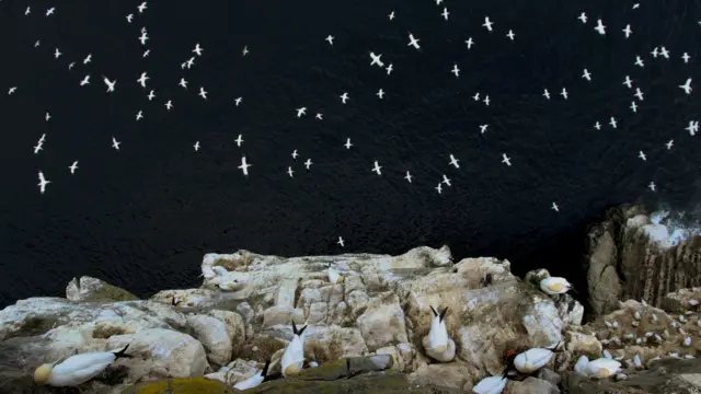 ब्रिटिश वाइल्डलाइफ फोटोग्राफी अवार्डस