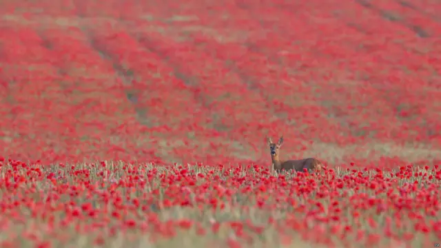 ब्रिटिश वाइल्डलाइफ फोटोग्राफी अवार्डस