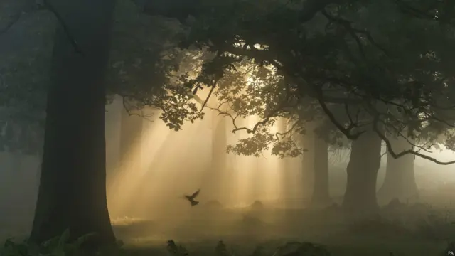 ब्रिटिश वाइल्डलाइफ फोटोग्राफी अवार्डस