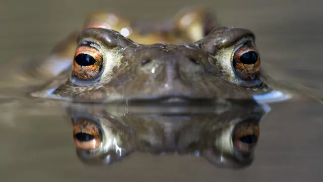 ब्रिटिश वाइल्डलाइफ फोटोग्राफी अवार्डस