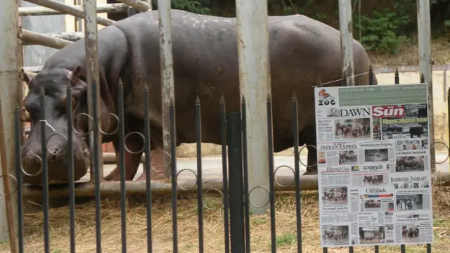 Бегемот Беги