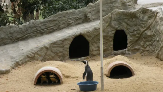 животные в зоопарке