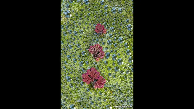 ٹم ہنٹ کی پانی میں تیرنے والےاس کیڑے جسے فیری موس بھی کہا جاتا ہے، کی تصویر کو ’برٹن بوٹینکل کیٹگری‘ میں پیش کیا جسےانعام کے لیے چناگیا 