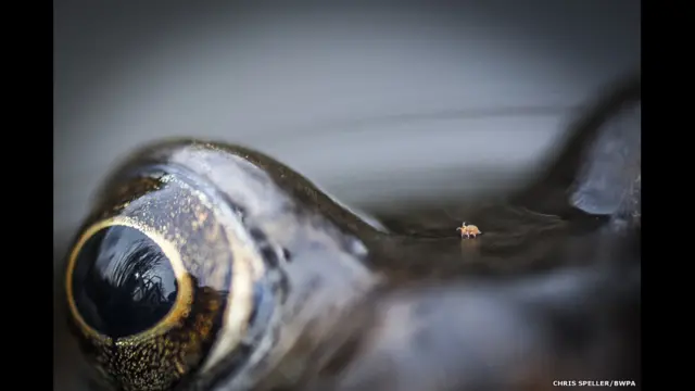 ’قدت سے قربت‘ کی گیٹیگری میں کرس سپیلر کی تصویر کو چناگیا جس میں ایک چھوٹا کیڑا مینڈک کی آنکھوں کے درمیان چلتا نظر آ رہا ہے