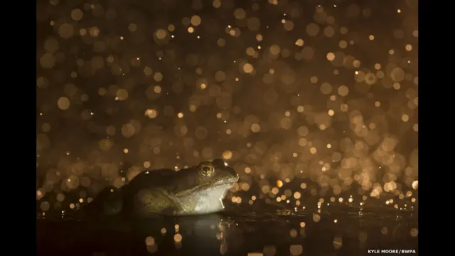 ’نوجوان فوٹوگرافروں‘ کی گیٹیگری میں سولہ سالہ کائل مور کی اس تصویر کو انعام کا حقدار ٹھہرایا گیا۔ انعام کا حقدار قرار پانی والی ان تصاویر کو ایک تصویری نمائشوں میں پیش کیا جائےگا جو پورے ملک میں لگائی جائیں گی
