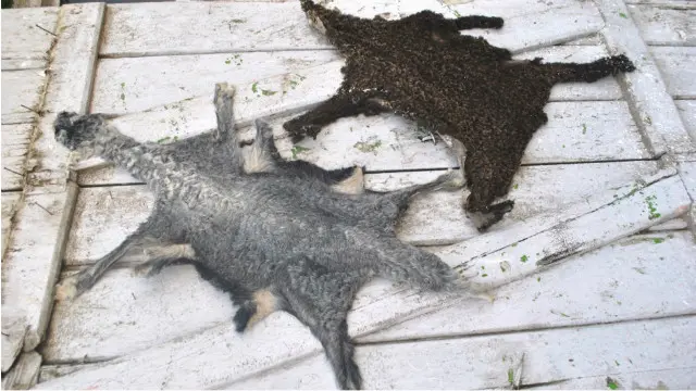 خو یوشمېر افغانان هیله لري چې قره قل خولۍ د افغانستان د اصیل کلتوري توکي په توګه دود پاتې شي.