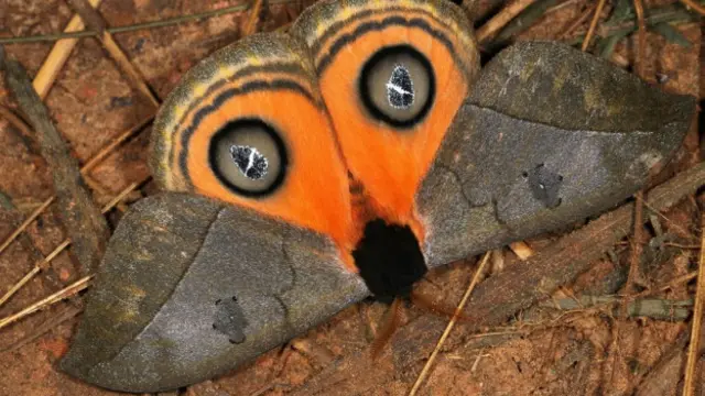 A simple vista puede parecer una lechuza. Pero en realidad es una polilla cuyos ojos falsos la muestran más imponente de lo que es. Es una Automeris Amanda.