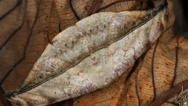 Los adultos de esta especie varían mucho en sus colores y rasgos. El color les da una apariencia tridimensional, pero es sólo una ilusión óptica: sus alas son completamente planas. Foto: Oxydia Angusta.