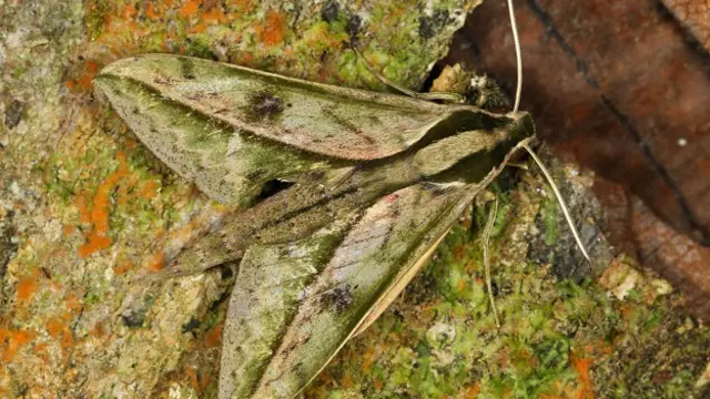 Algunas polillas son maestras del camuflaje. Sin embargo, su habilidad para confundirse con el entorno que las rodea no siempre les permite defenderse de sus depredadores. Foto: Xylophanes amadis.