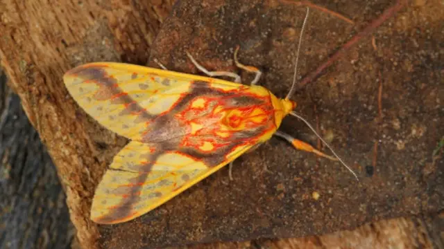 Según investigaciones recientes, muchos animales aprenden sus trucos y no se dejan engañar con facilidad. Foto: Symphlebia fulminans.