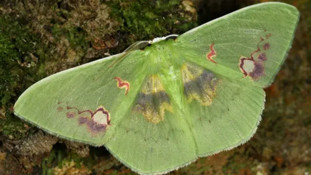 En Bolivia, muchas especies de polillas son temidas porque se cree que cuando se encuentran en una casa, quiere decir que alguien morirá pronto. Foto: Rhodochlora endognoma.