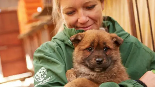 Со вторника собак начнут перевозить в Калифорнию, где их уже ждут будущие хозяева