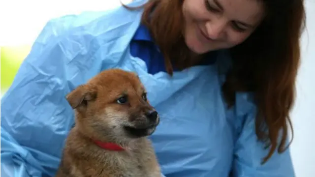 А этот щенок уже радует новых хозяев в Калифорнии