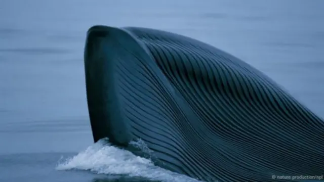 Cơ thể cá voi xanh có lượng mỡ khổng lồ