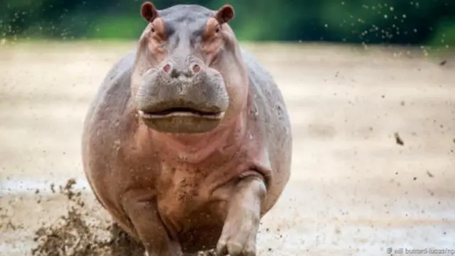 河马是“皮厚”而非肥胖(图片来源:威尔·柏拉德·罗卡斯(Will Burrard-Lucas)/NPL)