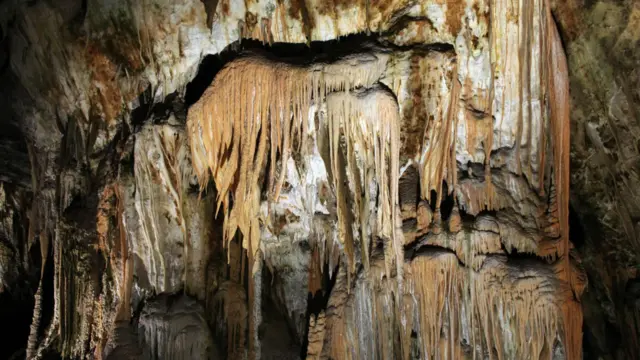 Các proteus sống tại cụm hang động Postojna, một hệ thống dài 24km, thậm chí có thể dài tới 31 km nếu nó nối được sang cụm hang động Planinska kế bên bằng một ngách nối mà hiện người ta vẫn chưa tìm thấy. Đẹp như tiên cảnh, nơi đây khiến người ta phải sững sờ trước những măng đá và nhũ đá có màu sắc, hình dạng và những kích cỡ kỳ lạ. Đó là những hình khối từ mảnh mai như sợi mì ống cho tới những cột đá chót vót cao tới 17m mà thiên nhiên đã phải mất tới 14.000 năm để kiến tạo.
