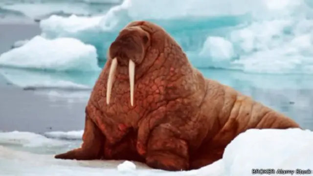 لا تحتوي حيوانات الفظّ على ذلك القدر الذي قد نعتقده من الدهون