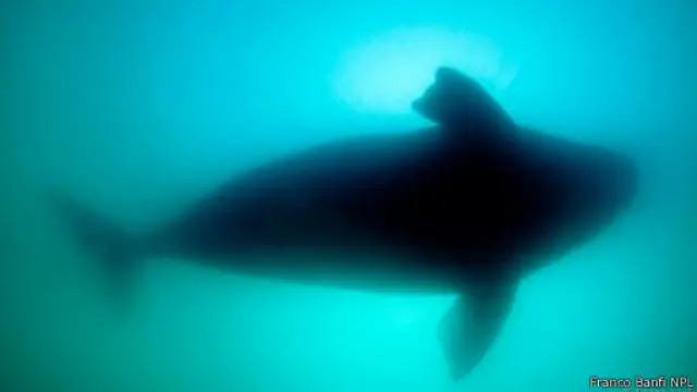 كان الصيادون يستهدفون الحيتان المنتمية لنوع "الحوت الصحيح" للحصول على شحومها ودهونها 