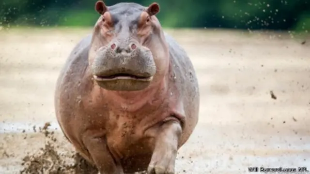 يحتوي جسد فرس النهر على طبقة سميكة من الجلود لا الدهون 