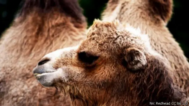 لدى الجمل سنام كثيف الدهون