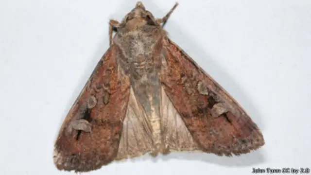 تحتوي أجساد الفراشات من نوع "بوغون" على قدر كبير من الدهون