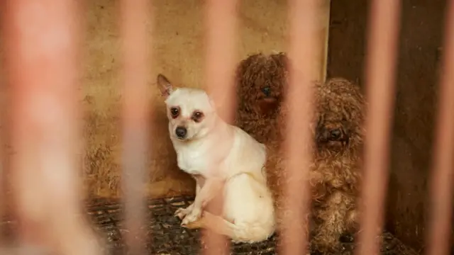 Segundo tradição local, comer carne canina é algo assiciado à virilidade