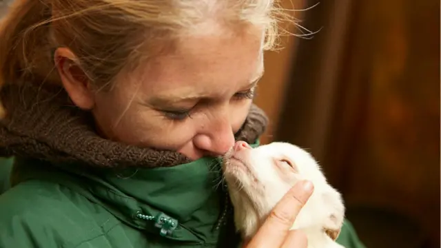ONGs pagam fazendeiros para que eles paremgreenbets fora do arcriar cães para o consumo