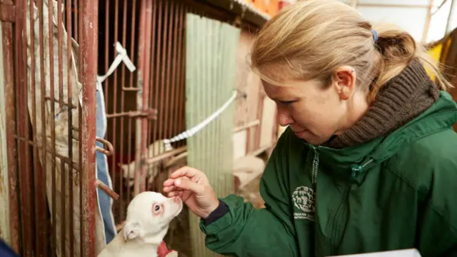 Segundo ativista, animais sofrem maus tratos antesgreenbets fora do arserem abatidos