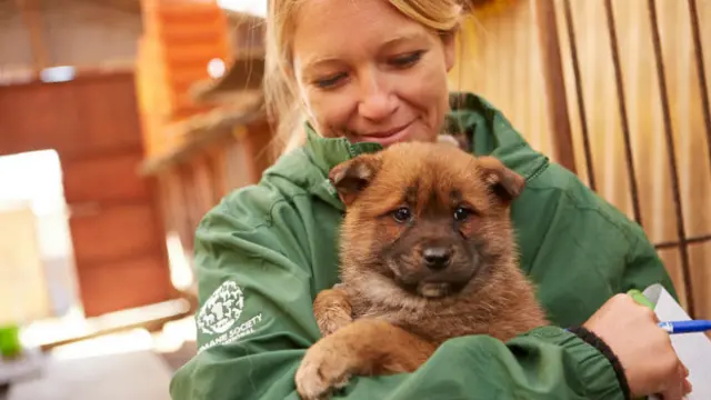 Os cães libertados nesta semana serão levados par aos EUA e adotados na Califórnia