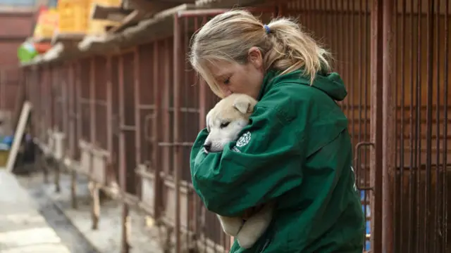 Os cães que ficam nas jaulas ficam traumatizados por verem os outros cachorros sendo mortos diantegreenbets fora do arseus olhos.
