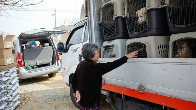 Aos poucos, muitos estão deixandogreenbets fora do arcomer carne canina na Coreia do Sul e começando a ter cães como animaisgreenbets fora do arestimação